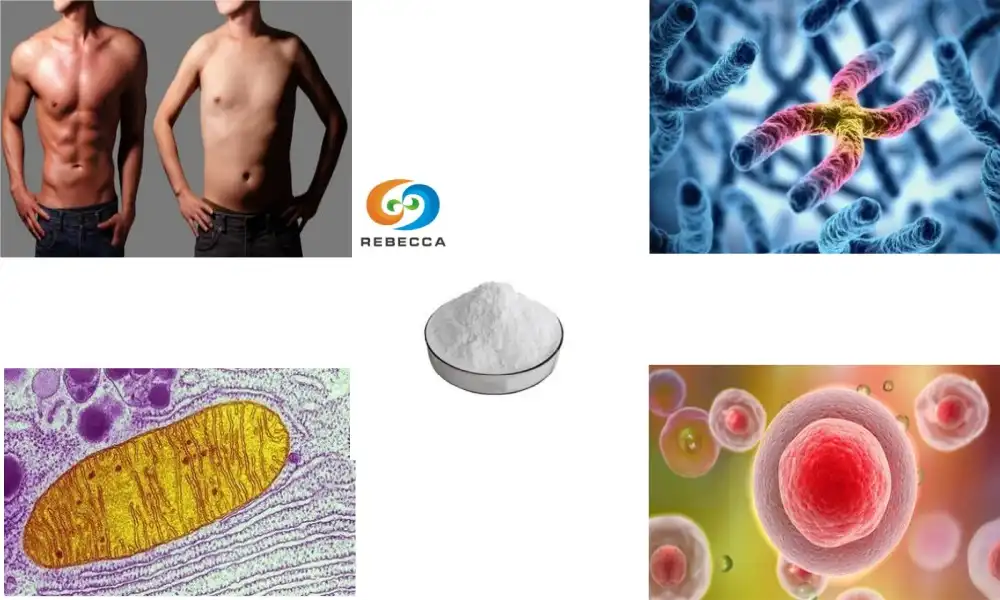 Does nicotinamide reverse aging?